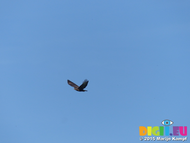 FZ024253 Buzzard (Buteo buteo) buzzing